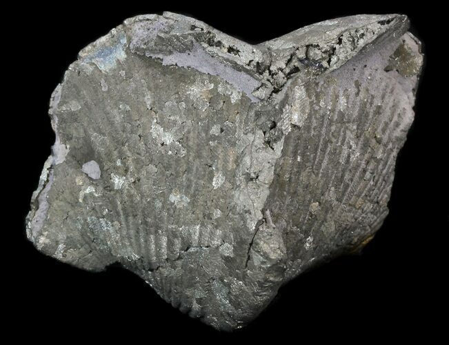 Large Pyrite Replaced Brachiopod (Paraspirifer) - Ohio #34191